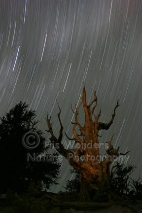 Bristlecone Star Trails