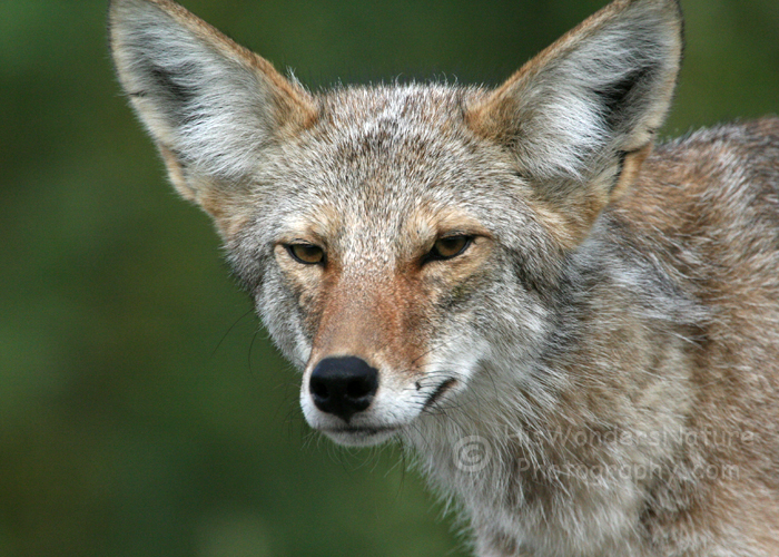 Coyoter