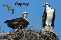 Florida Wildlife Postcard