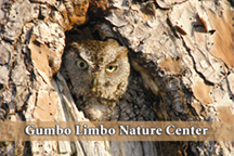 Screech Owl Postcard