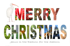 Christmas Postcard Photo Collage